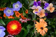 43 Colourful Flowers In Flower Garden At Chateau Lake Louise Lakeside.jpg